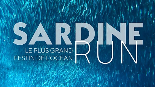 Sardine Run, le plus grand festin de l'océan