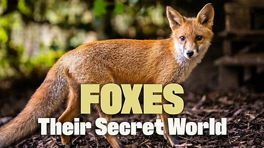 Foxes: Their Secret World