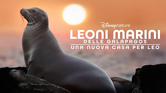 Sea Lions of the Galapagos