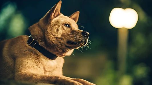 Hachiko