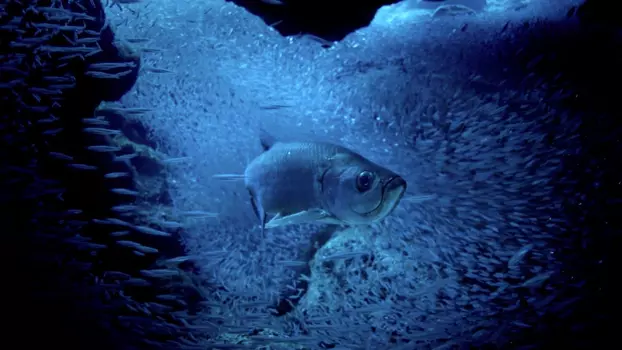 Watch Atlantic: The Wildest Ocean on Earth Trailer