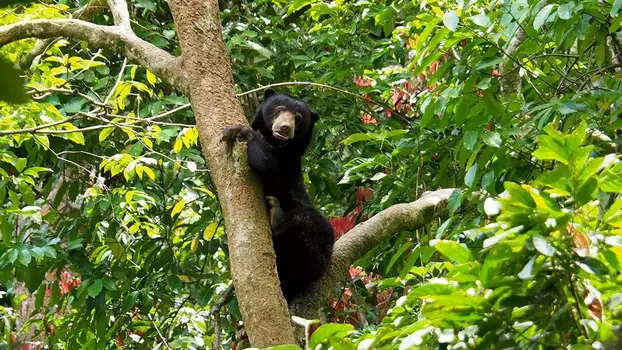 Watch Borneo: The Fascination of Asia Trailer