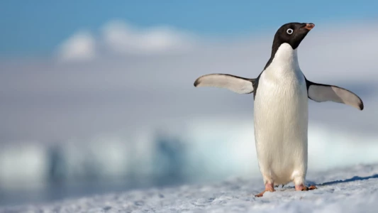 Watch Penguins Trailer