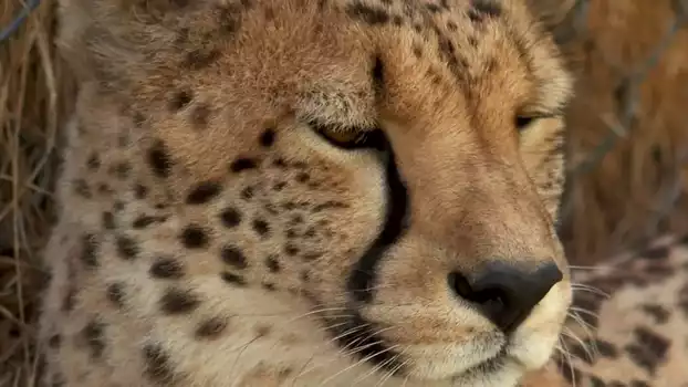 Watch 72 Cutest Animals Trailer