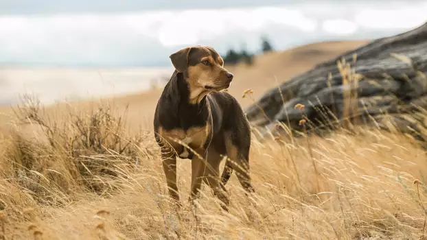 Watch A Dog's Way Home Trailer