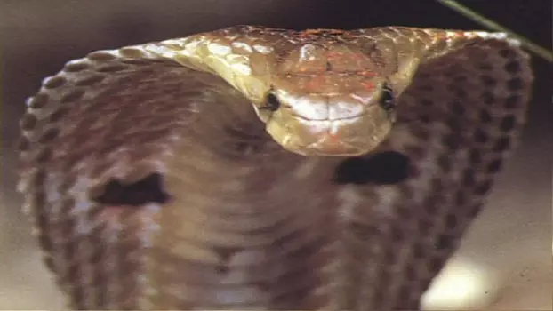 National Geographic : Cobras souverains de l'inde