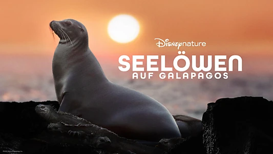 Sea Lions of the Galapagos