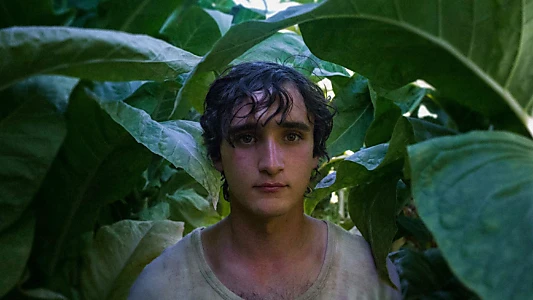 Happy as Lazzaro