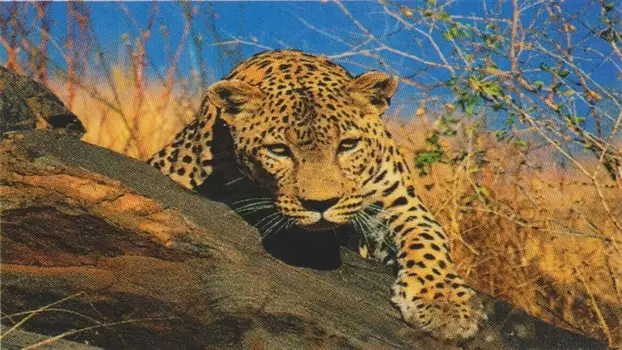 Natural Killers Predators Close Up: Kalahari Supercat