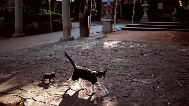 Mitsuaki Iwago's World “Cats” Travelogue