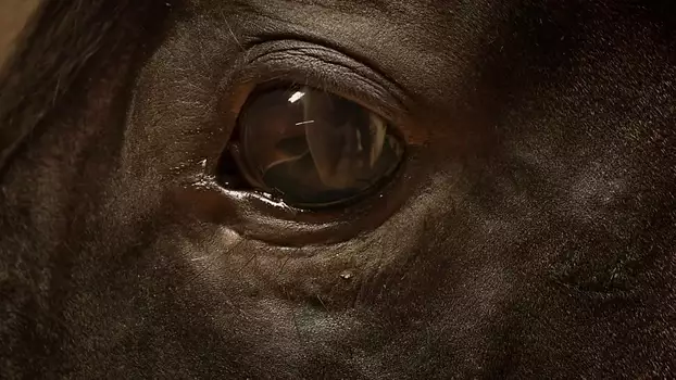 Watch Orphan Horse Trailer