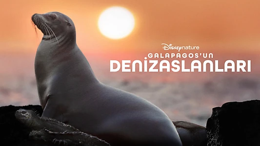 Sea Lions of the Galapagos