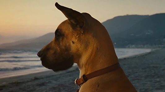 Marmaduke