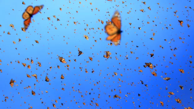 Watch Flight of the Butterflies Trailer