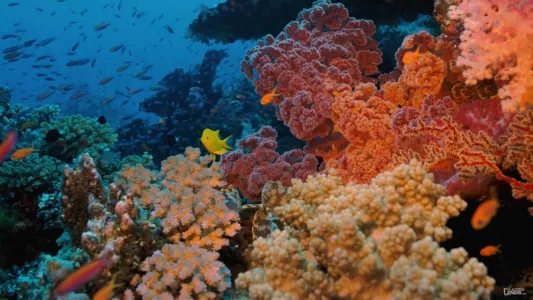 Watch Coral Reef Adventure Trailer