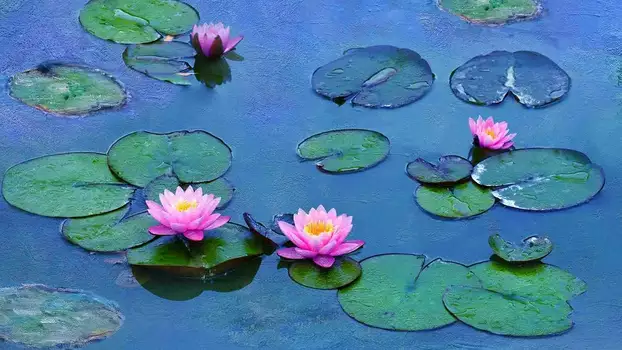 Watch Water Lilies by Monet Trailer