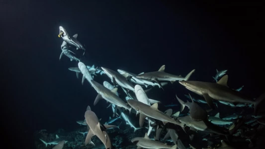 Watch 700 Sharks Trailer