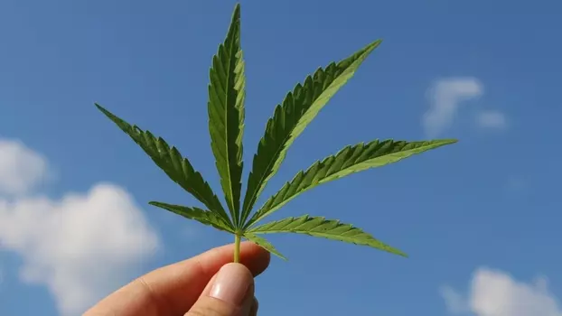 Cannabis sur ordonnance