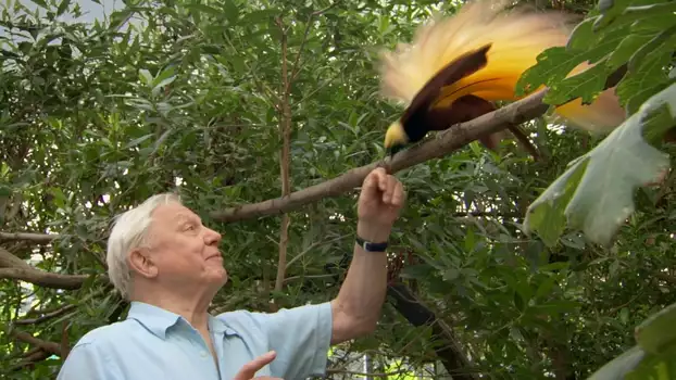 Watch Attenborough's Paradise Birds Trailer