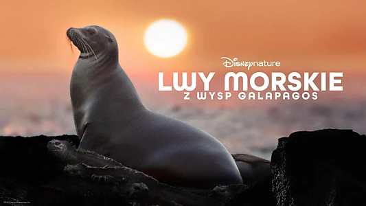 Sea Lions of the Galapagos