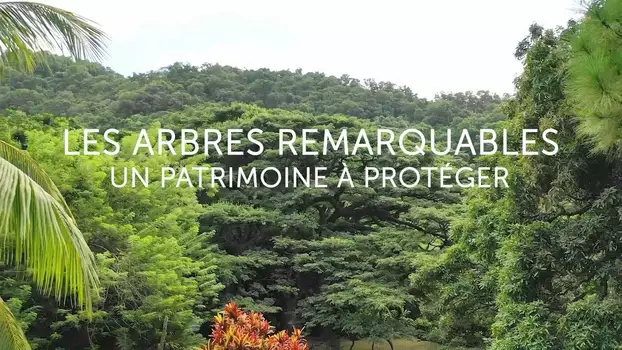 Les arbres remarquables, un patrimoine à protéger