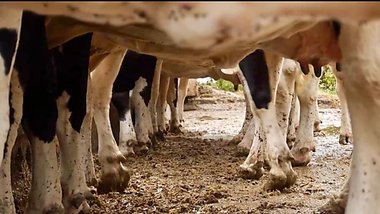 Watch Cows With No Name Trailer
