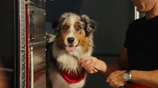 Marmaduke
