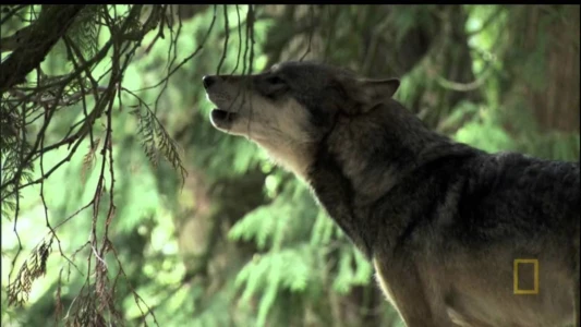 Watch A Man Among Wolves Trailer
