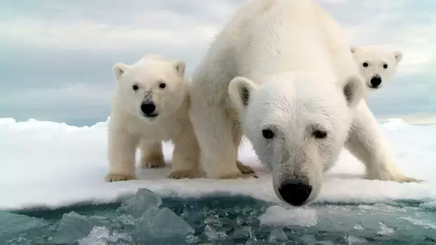 Watch Snow Bears Trailer