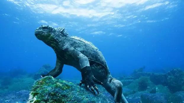 Watch Galapagos 3D: Nature's Wonderland Trailer