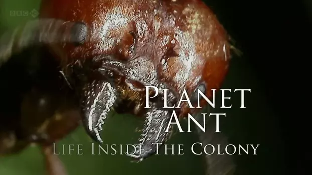 Watch Planet Ant: Life Inside The Colony Trailer