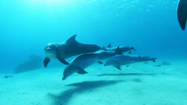 Watch Dolphins in the Deep Blue Ocean Trailer