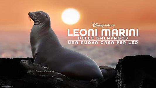 Sea Lions of the Galapagos