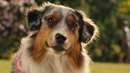 Marmaduke