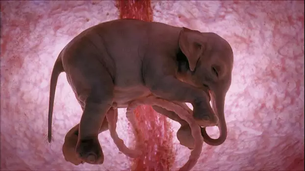 Watch In The Womb: Animals Trailer
