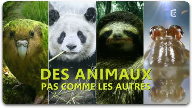 Des animaux pas comme les autres