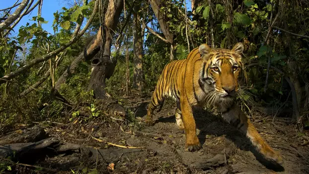 Watch Lost Land of the Tiger Trailer