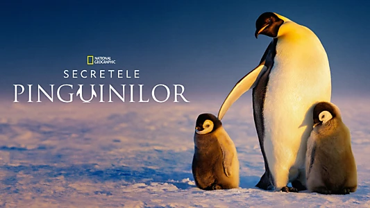 Secrets of the Penguins