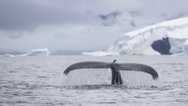 Watch Speechless: The Polar Realm Trailer