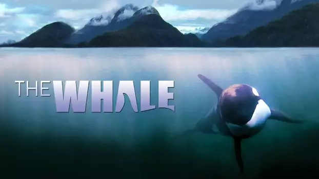 Watch The Whale Trailer