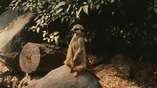 Envío  8