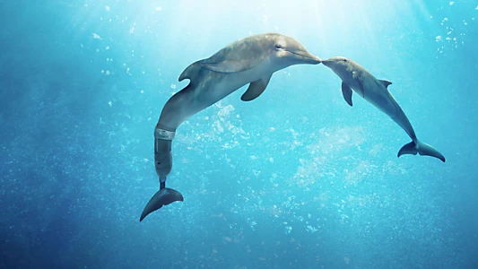 Voir L'Incroyable Histoire de Winter le dauphin 2 Trailer