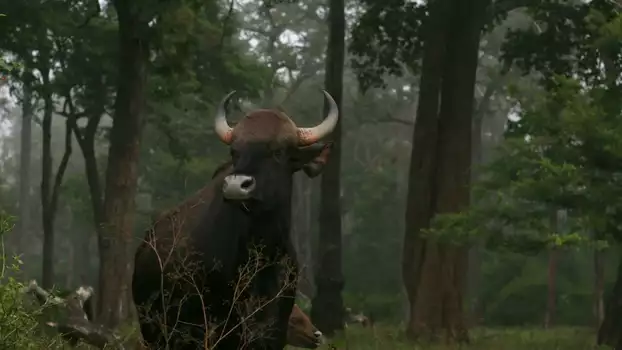 Watch Wild Karnataka Trailer