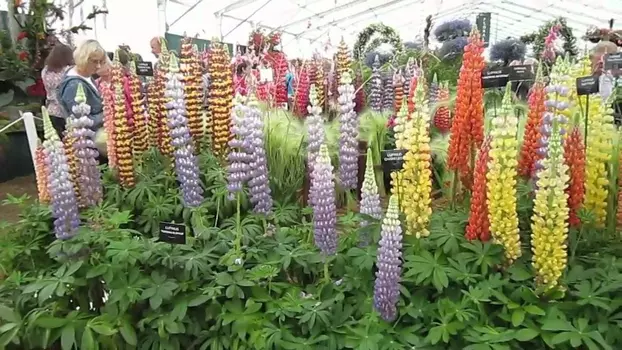 RHS Hampton Court Flower Show