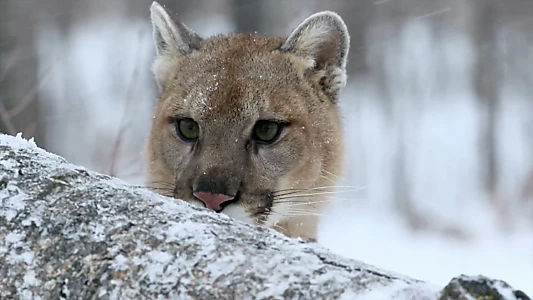 Cougar: On the Trail of the Ghost Cat