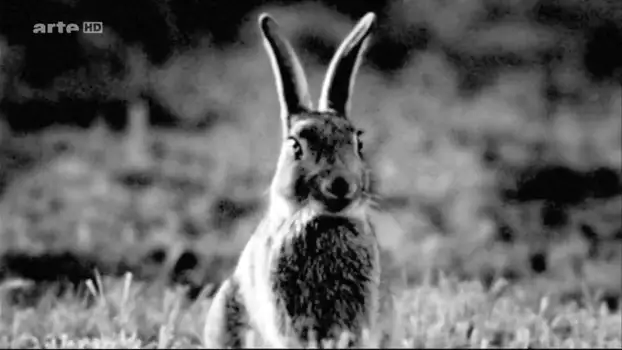 Watch Rabbit à la Berlin Trailer