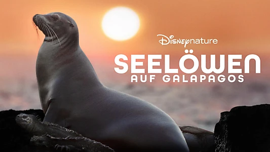 Sea Lions of the Galapagos