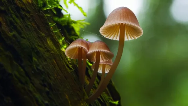 Watch Fantastic Fungi Trailer