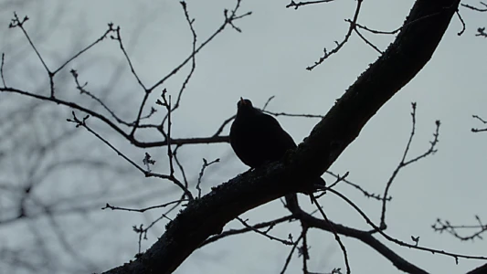 A Blackbird Sat on a Branch