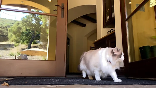 Where Is The Cat's Tail?
